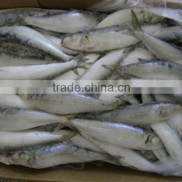 Frozen Sardine From Chinese Manufacture photo-4
