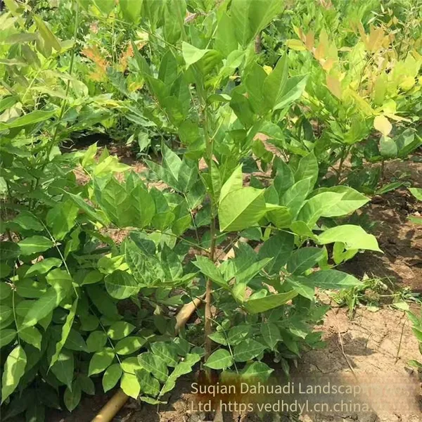 This Year, the Price of Wisteria Saplings With a Ground Diameter of 2 cm in the Climbing Plant Area of Zhejiang Region. One Sapling is From a Ground Cover Plant Base. photo-3