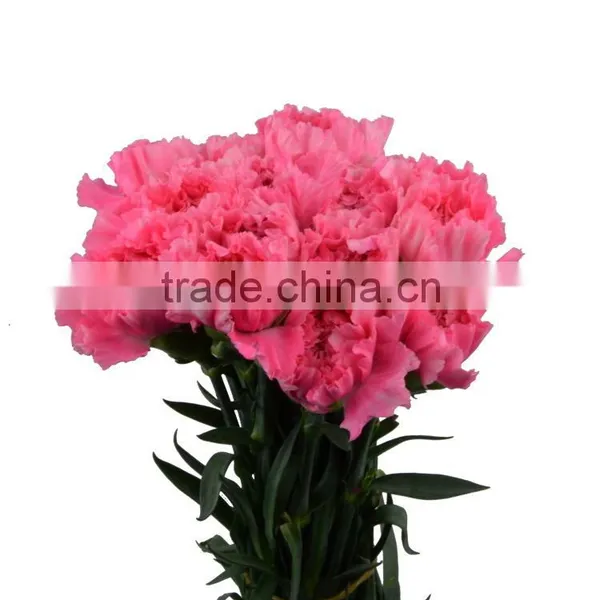 New Deep Pink Carnation Flower Decorating photo-2