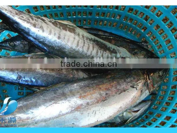 Frozen Pacific Mackerel photo-3