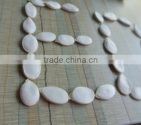 Crop 2015 Snow White Pumpkin Seeds 9cm up photo-4