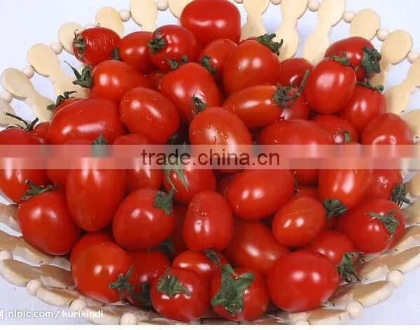 Factory Wholesale Canned Tomato Paste With Brix:22-24%,24-26%,28-30% photo-4