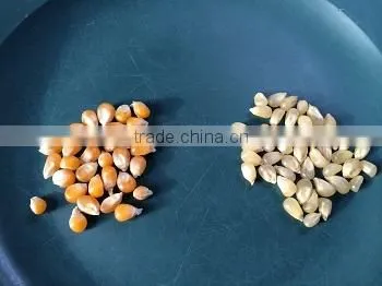 White And Yellow Corn For Popcorn, Maize