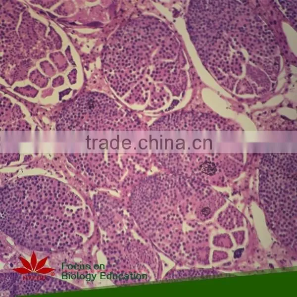 Animal Mitosis & Meiosis Prepared Slides Individual Microscope Prepared Slide photo-3