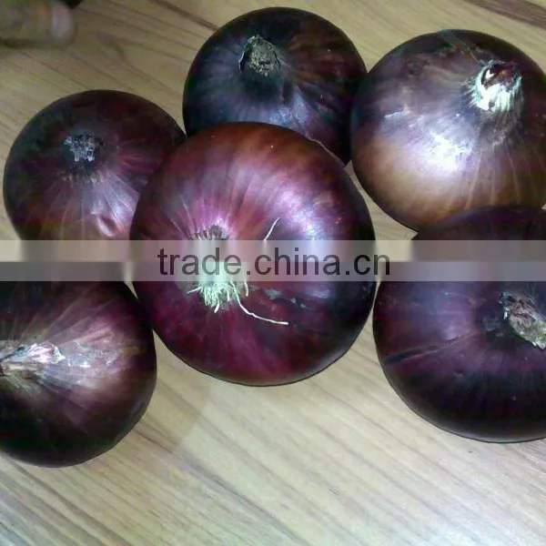 Brand New Onion photo-6