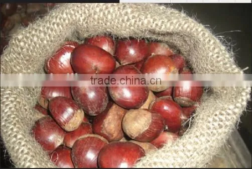 Brazilnuts Dried Chestnuts for Shale photo-4