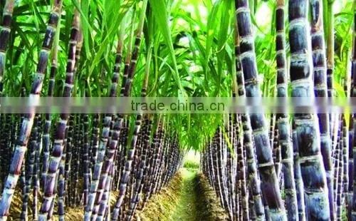 Sugarcane Juice Extractor Commercial Sugarcane Juice Machine photo-5