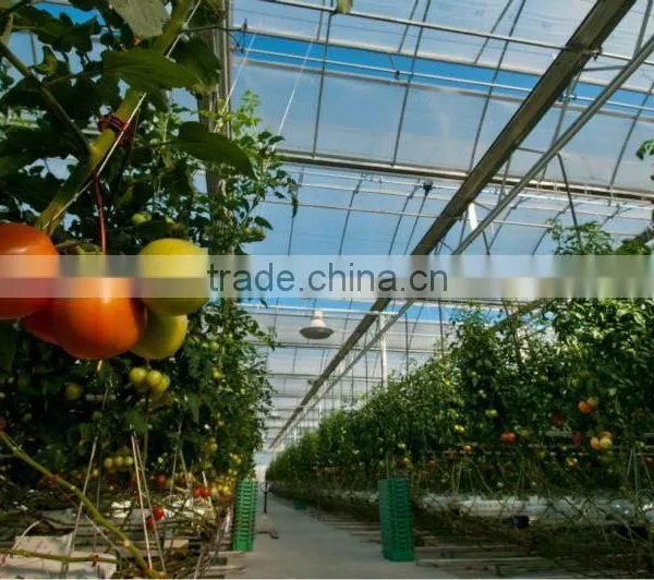 Plastic Film Multi Span Greenhouse for Tomato Vegetable Greenhouses photo-2