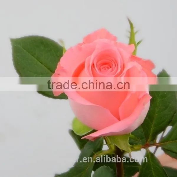 Fresh Cut Diana Rose Flowers High Quality Diana Roses From KUNMING photo-5