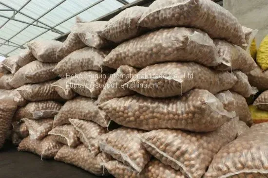 Northern Walnut Kernel & Whole Half Walnut Kernel & Balanced Walnut Kernel photo-4