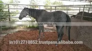 HIGH EC COCOPEAT FOR ANIMAL BEDDING