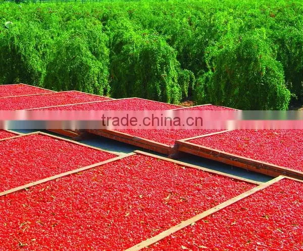 2016 ORGANIC GOJI BERRY photo-2