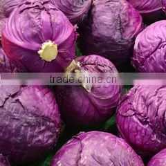 Natural Green and Red Dried Cabbage Powder