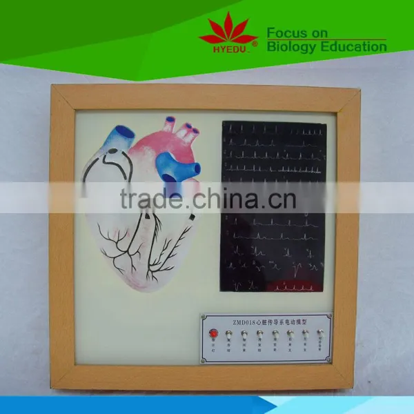 Low Priced Cardiac Conduction System Electic Model