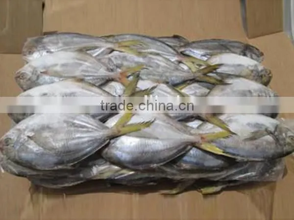 Frozen Whole Fresh China Butterfish photo-2