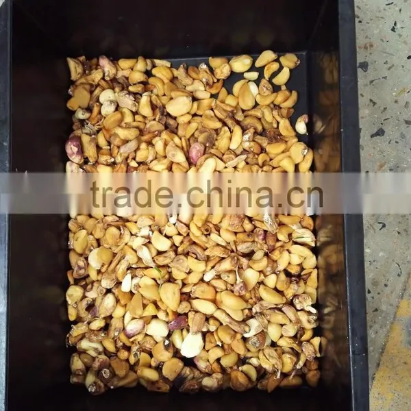 Chain Manufactured CE Certificated High Quality Belt Type Garlic Sorting Machine photo-4