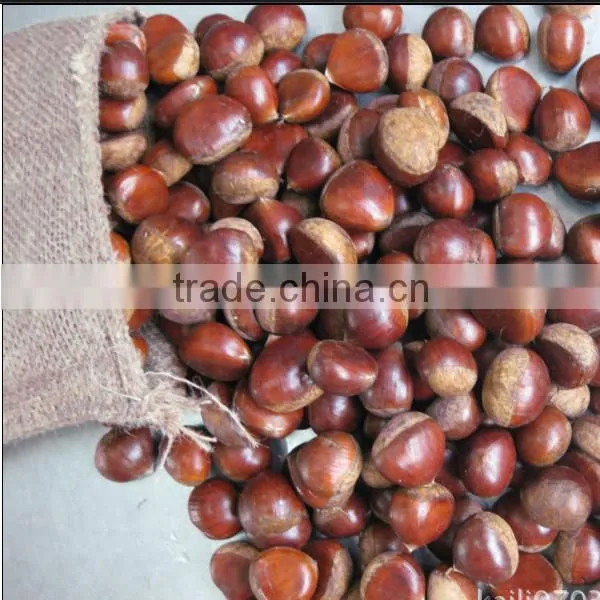 Dandong China Chestnut photo-6