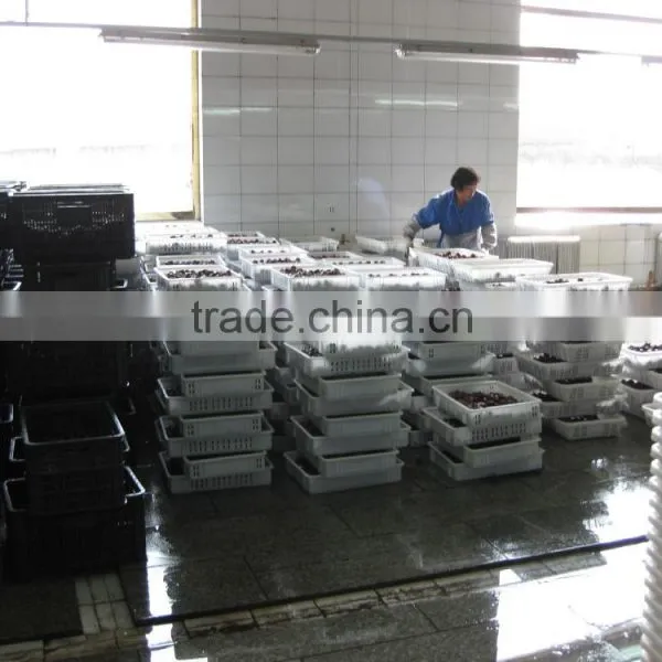 Sweety Fresh Chinese Chestnuts photo-5