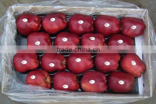 2015 Crop Fresh Red Delicious Apple photo-3