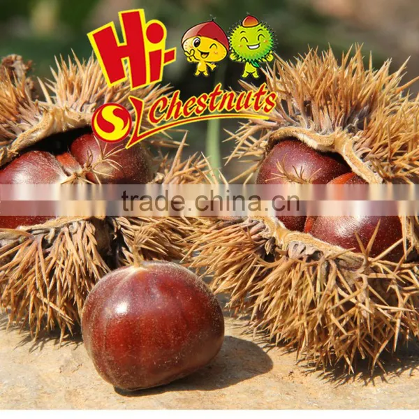 Wholesale Chestnut Fresh Chinese Chestnut photo-3
