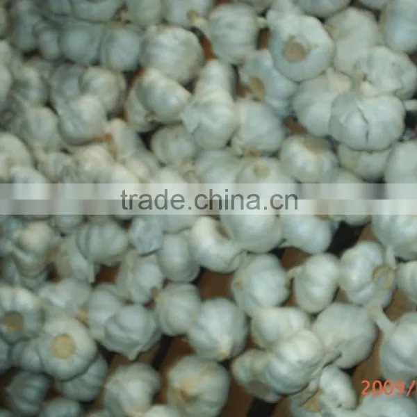 Garlic Seed for Plant