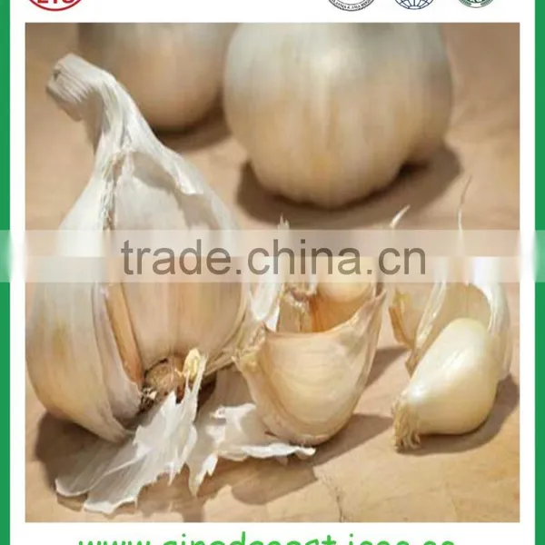 Jinxiang Garlic Contact me photo-2
