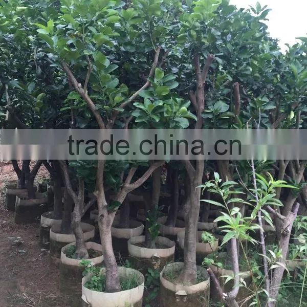 Pomelo Fruit Tree photo-5