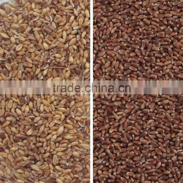 China Manufactory High Production Wheat/rice Color Sorter Machine photo-3