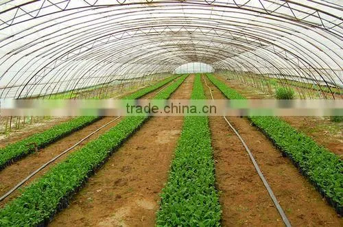 Tunnel Greenhouse for Plants photo-5