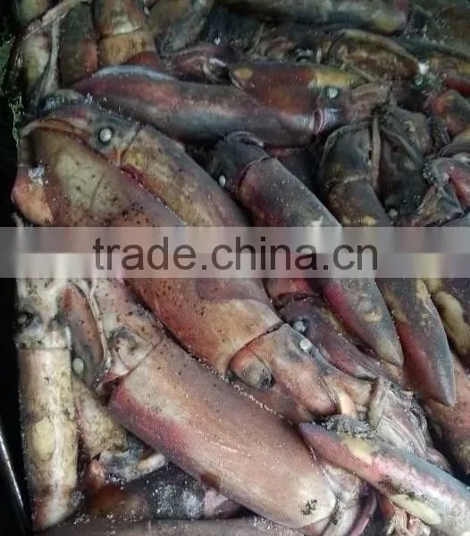 Frozen Black Squid (Todarodes Pacificus) photo-4