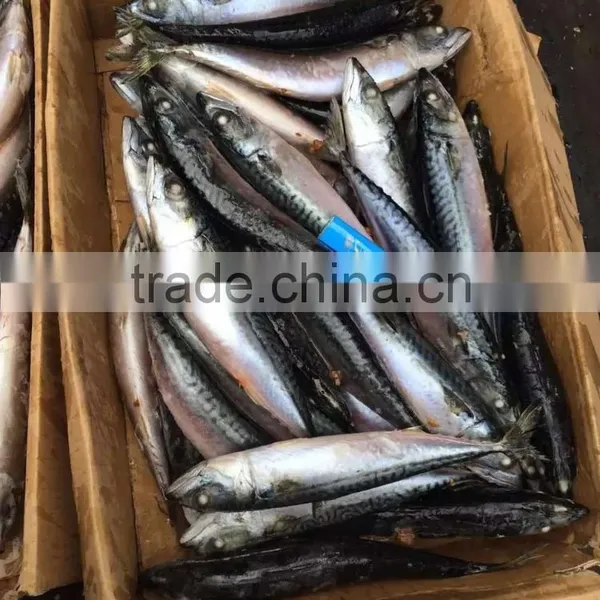 2016 HOT SALE SHIPFROZEN &SeaFrozen Pacific Mackerel 200-300g photo-2