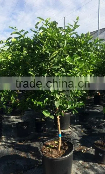 Citrus Latifolia - Lime Tree photo-2