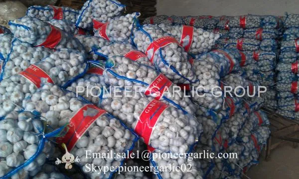 5.5cm And Up Red Garlic Loose Packing In 20kg Mesh Bag photo-3