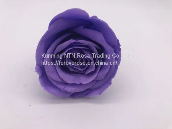 Preserved Fresh Roses Flower for Home Decoration photo-2
