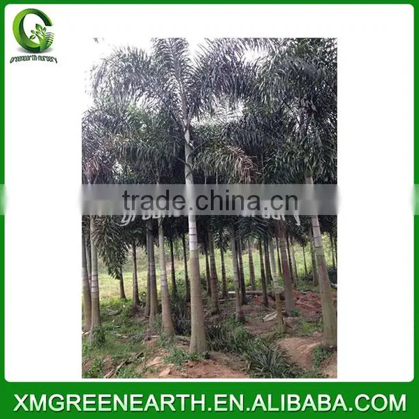 Wodyetia Bifurcata - Foxtail Palm (5) photo-3