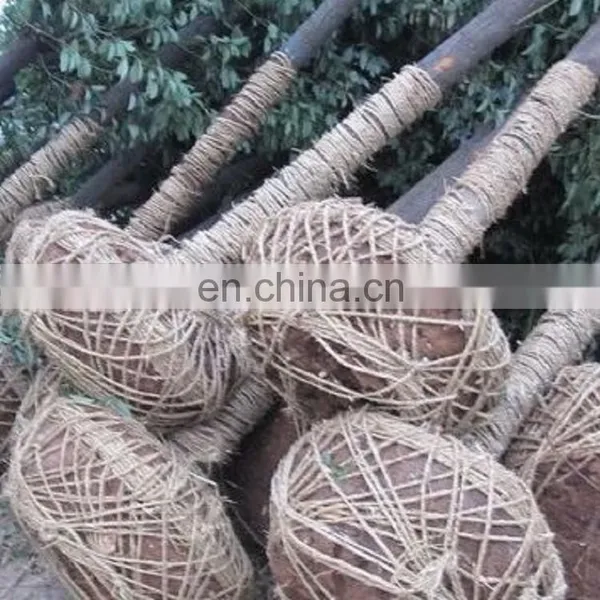 Tree Transplanter and Tree Spade Attachment photo-4
