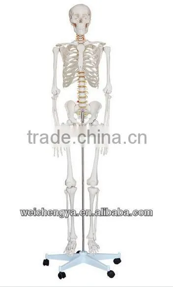 Biological Science Human Model Standard 85cm Skeleton on Pelvic Mounted Base