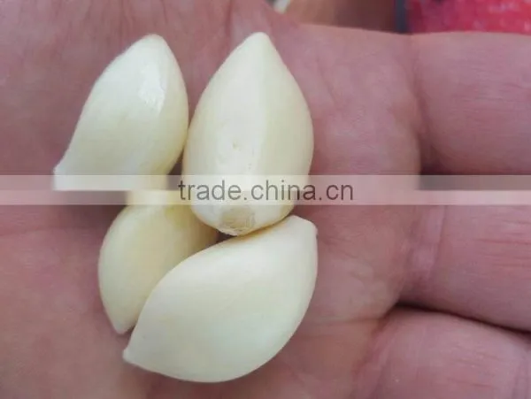 Supplier Garlic White Garlic photo-5