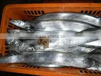 High Quality Frozen Ribbon Fish photo-4