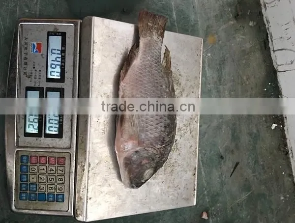 Chinese Factory Price of Frozen Black Tilapia photo-6