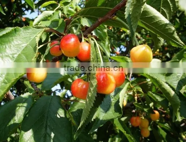 Cherry Tree Seedling photo-2