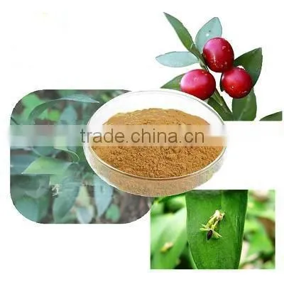 Butcher's Broom Root Extract Ruscus Aculeatus Root Extract photo-3