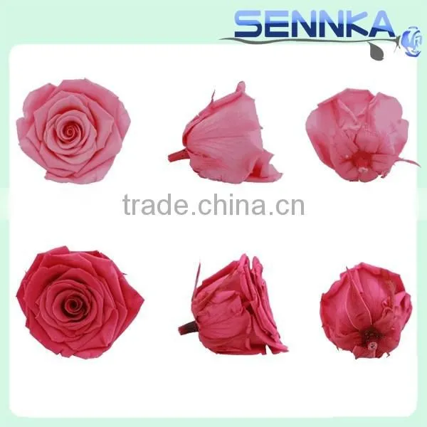 High Quality Big Preserved Flowers Wholesale Natural Preserved Flower photo-5