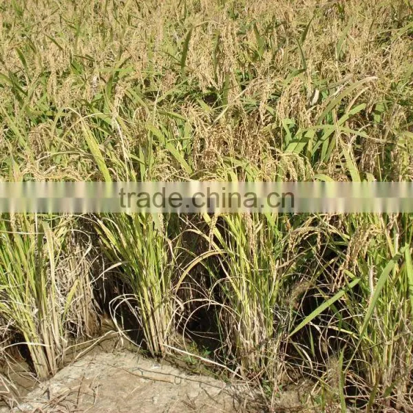 Liquid Fertilizer photo-3