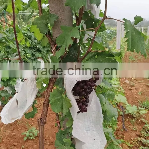 Greenhouse Irrigation Project for Grape photo-2