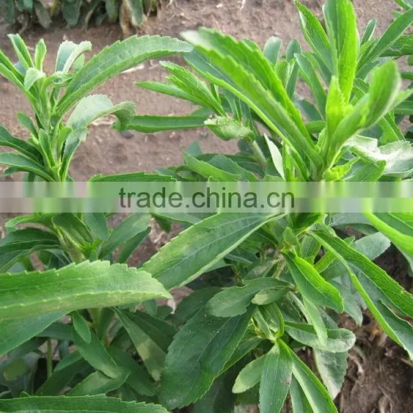 Cheap Stevia Extraction Machine photo-5
