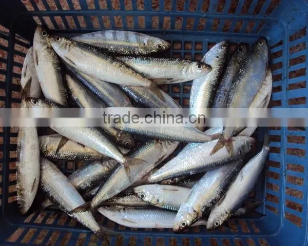 Frozen Sardine Fish for Canned or Bait photo-2