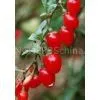 Lycium Chinense Mill P. E. 50%