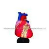 Human Heart Model