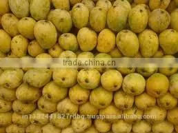 Fresh Mango Exporter In India photo-3